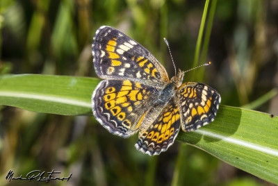 Texas Crescent Butterfly April 2023